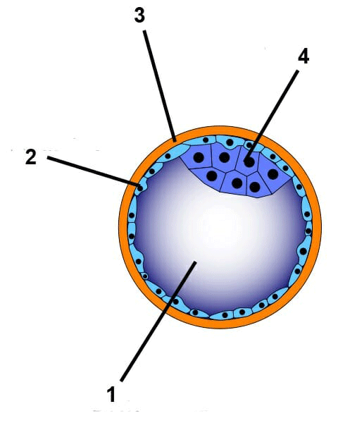 blastocisti